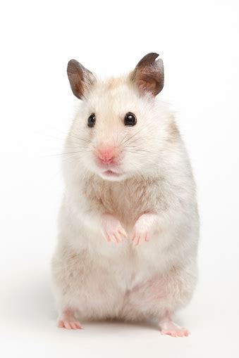 Syrian Hamster Standing On Hind Legs Stock Photo Download Image Now