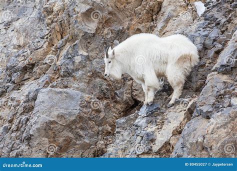 Mountain Goat Climbing Stock Image Image Of Mountain 80455027