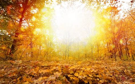 Sunny Fall Day In Park Stock Photo Image Of Foliage 34419394