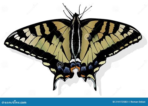 Tiger Swallowtail Butterfly Vector Illustration Cartoondealer Com