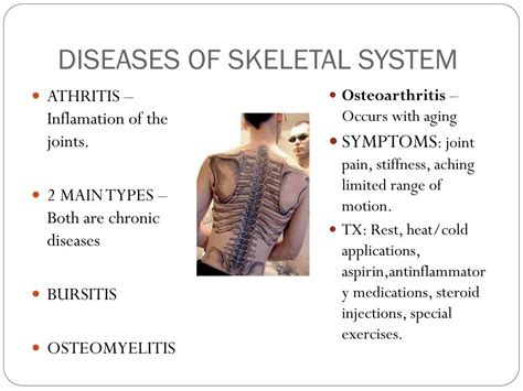 Ppt Skeletal System Powerpoint Presentation Free Download Id2360238
