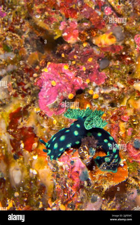 Sea Slug Dorid Nudibranch Crested Nembrotha Nembrotha Cristata