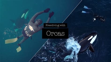 Freediving With Orcas 2018 Youtube