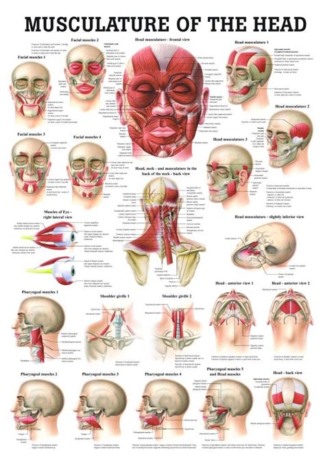 Muscles Of The Head Laminated Anatomy Chart Head Anatomy Human Body