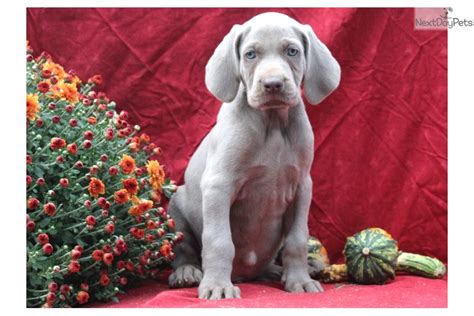 Weimaraner Puppy For Sale Near Lancaster Pennsylvania B5bdd292 5fb1