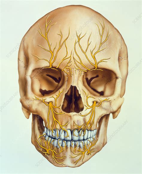 Artwork Of The Human Skull Showing Facial Nerves Stock Image P320