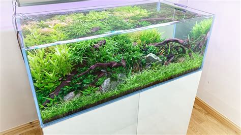 My Best Aquascape In Depth Look At My Gallon Planted My Xxx Hot Girl