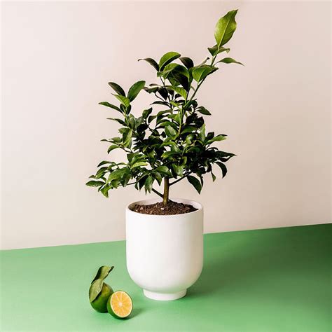 Indoor Lime Tree