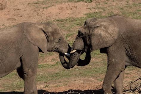 Elephants Huggingkissing With Their Trunksireddit