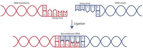 What Is The Function Of The Dna Ligase