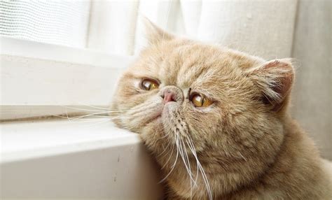 I also looked at immediate costs; How Much Does It Cost to Cremate a Cat?