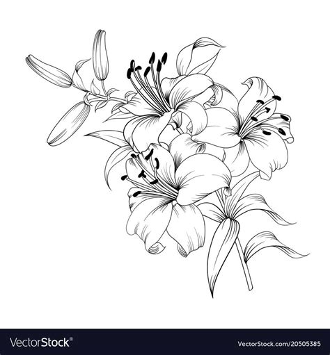 Black And White Drawings Of Lilies Yellow Legged Hatch Fighting Style