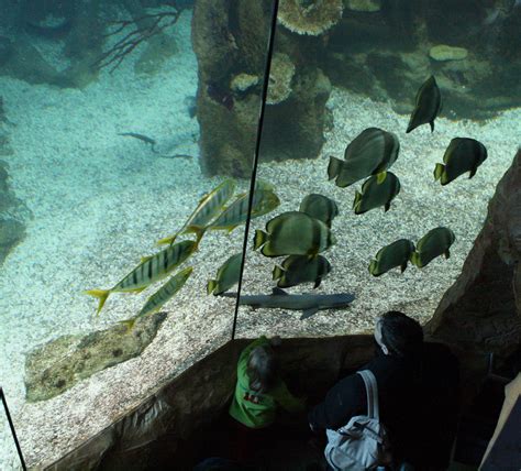 See here for more visitor tips, directions, ticket details, etc. File:Haus des Meeres Feb2008.jpg - Wikimedia Commons