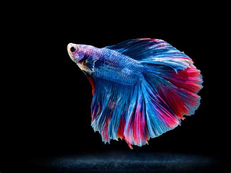 Colorful Freshwater Fish For Beginners Aquarium Tidings
