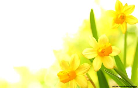 Flower Narcissus Yellow Hd Wallpaper Free High Definition Wallpapers
