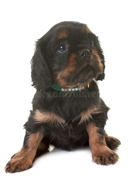 Puppy Cavalier King Charles Spaniel Stock Image Image Of Portrait