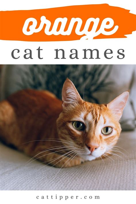Orange Cat Names For Your New Ginger Cat Cattipper Cat Names