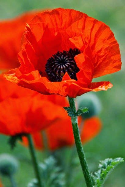 Poppies are best when they are grown from seed that is planted in fall or winter, even in cold winter areas. Poppy Seeds - How To Grow Poppies From Seed | Growing ...