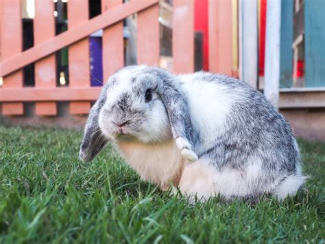 English Lop Rabbit Facts Lifespan Behavior And Care With Pictures