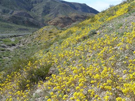 Death valley national park hotel deals. Death Valley: Wildflowers appear, despite drought - latimes