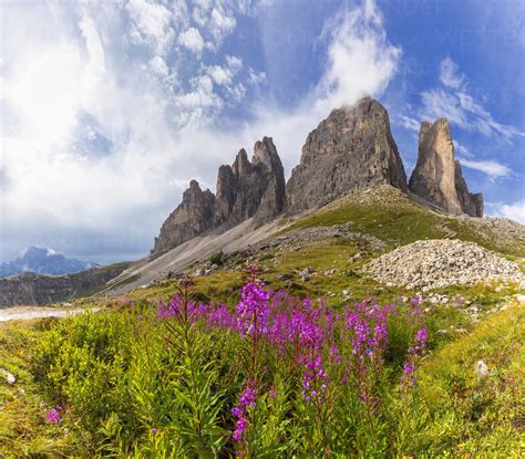 Flowers At The Base Of Three Peaks Of Lavaredo Dolomites Of Sesto