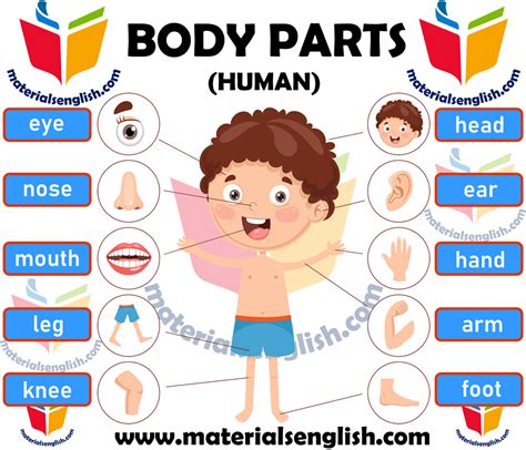 Human Body Parts In English Body Parts For Kids Human Body Parts
