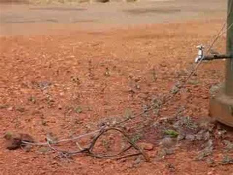 Wild Zebra Finches - YouTube