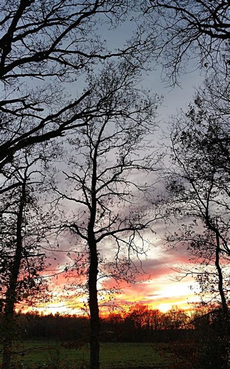 Sunset And Sky Behind Naked Trees Stock Photo Image Of Tree Branch