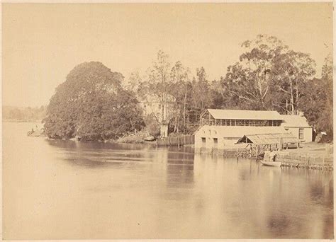 Fig Tree Lane Cove In The Lower North Shore Of Sydney In 1880 State