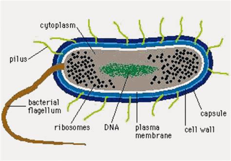 Cell Structure Cell Organelles And Their Function