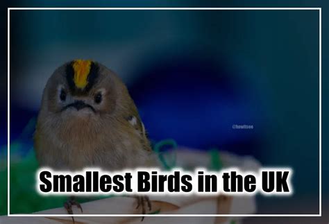 Top 20 Smallest Birds In The Uk Great Britain Birds