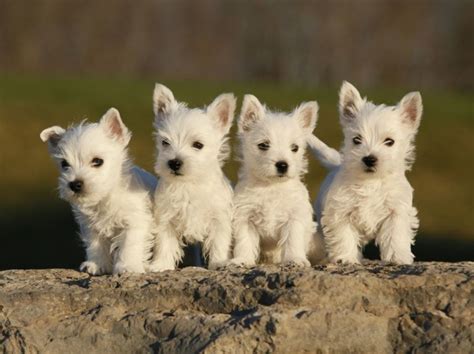 West Highland White Terrier 4 Pet Paw