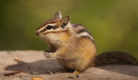 Chipmunk Key Facts Species And Information