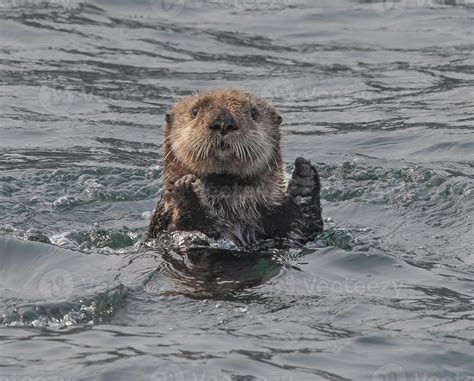 Sea Otter Clapping 4407124 Stock Photo At Vecteezy