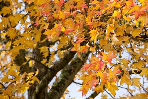 Wie der botanische name schon andeutet, entwickelt der amberbaum. Amberbaum ∗ Die 10 besten Pflegetipps und richtig schneiden