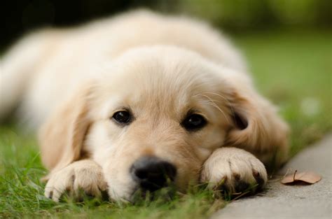 Waschbären sehen zwar süß aus, sind aber wild und deshalb nicht als haustier geeignet. Mein süsser Welpe Foto & Bild | tiere, haustiere, hunde ...