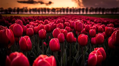 Tulips Wallpapers And Backgrounds 4k Hd Dual Screen