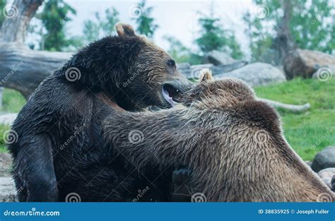 Two Grizzly Brown Bears Fight Stock Image Image Of Bathing Battle