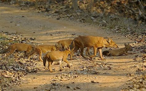 Asias Dhole Populations At Risk Of Extinction Worldatlas