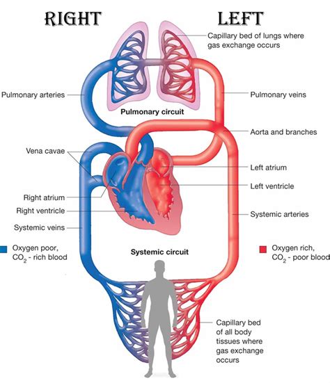 Pulmonary And Systemic Circuit Diagram Quizlet