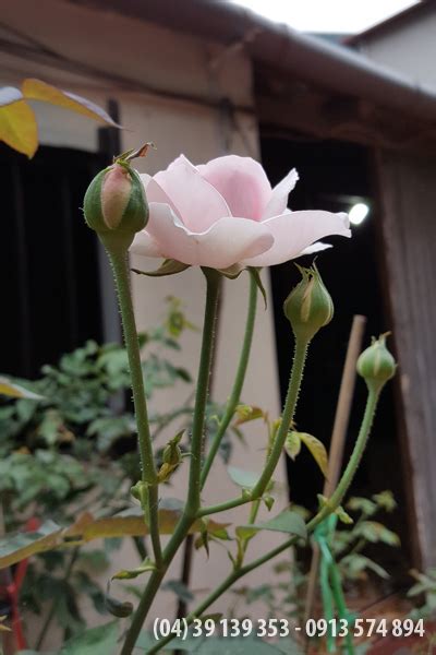 4:16 kênh làm vườn s garden 26 635 просмотров. Hoa hồng Vân Khôi (hồng Cung Phủ)