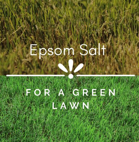 What Can Epsom Salts Do For Your Plants Dengarden