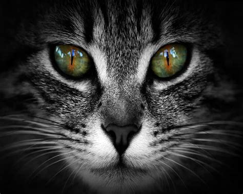 Can Cats Have Brown Eyes? Here’s What You Need To Know - Animal Quarters