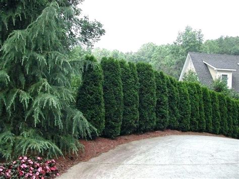 3 Gorgeous Trees For Privacy Westchester Tree Life