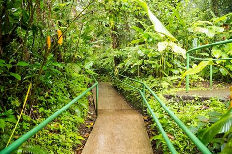 Free Photo View Of Green Lush Rainforest In Costa Rica