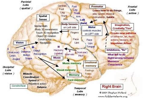 Right Brain Brain Mapping Right Brain Brain Science