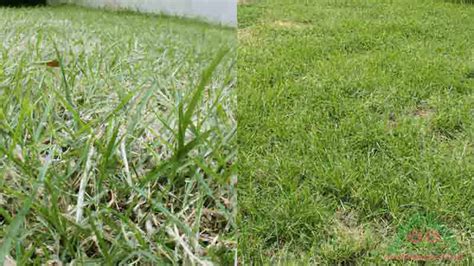 Transform Your Lawn How To Make Bahia Grass Thicker And Lush Weeds