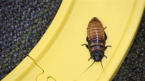 Get Paid 2000 For Company To Release 100 Cockroaches Into Your Home Wkrc