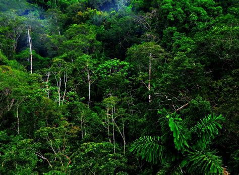 Jungle Safari Wallpapers Wallpaper Cave