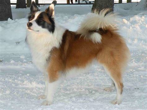 Each day, many new puppies are born, and people like you come here to find their new puppy. Favorite Breeds - TOPICS ON EXOTIC, DOMESTIC, FARM AND ...